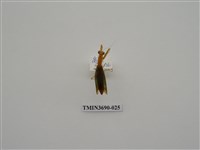 藏品(螳螂)的圖片